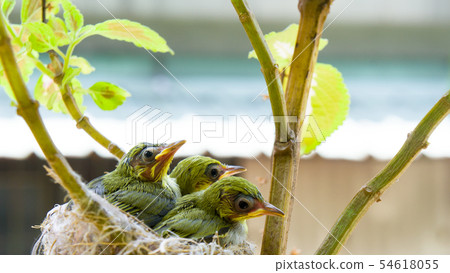在鳥巢裡的三隻綠繡眼幼鳥 在鳥巢裡的三隻綠繡眼幼鳥 54618055