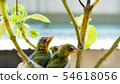 Three white-eyed young birds in the nest 54618056