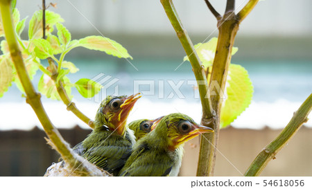 在鳥巢裡的三隻綠繡眼幼鳥 54618056