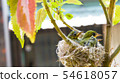 Three white-eyed young birds in the nest 54618057