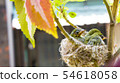 Three white-eyed young birds in the nest 54618058