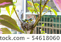Three white-eyed young birds in the nest 54618060