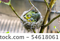 Three white-eyed young birds in the nest 54618061