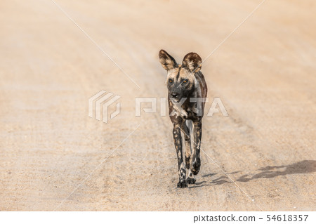African wild dog in Kruger National park, South African wild dog in Kruger National park, South 54618357