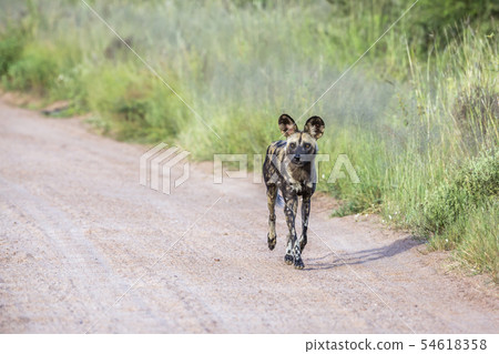 African wild dog in Kruger National park, South African wild dog in Kruger National park, South 54618358