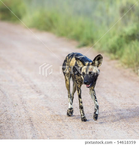 African wild dog in Kruger National park, South 54618359