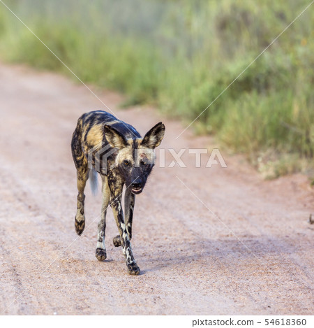 African wild dog in Kruger National park, South 54618360