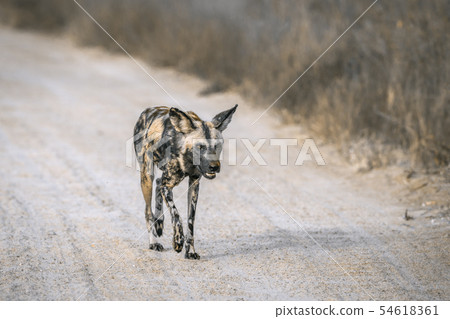 African wild dog in Kruger National park, South African wild dog in Kruger National park, South 54618361