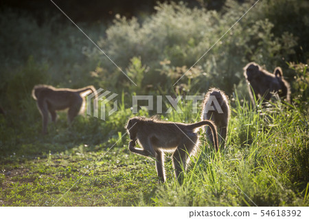 Chacma baboon in Kruger National park, South 54618392
