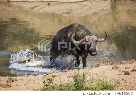 African buffalo in Kruger National park, South African buffalo in Kruger National park, South 54618507