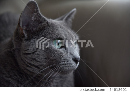 貓俄羅斯藍色 54618601