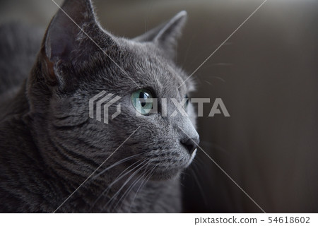 Cat russian blue Cat russian blue 54618602