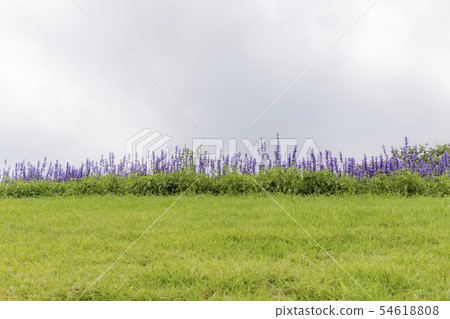 薰衣草和多雲的天空 54618808
