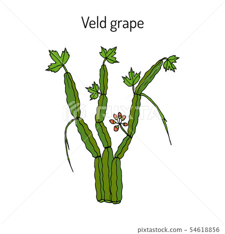 Veld grape cissus quadrangularis , medicinal plant 54618856