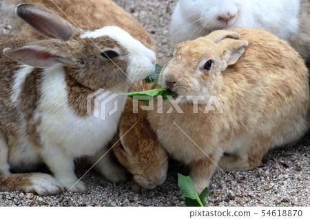 Rabbit battle 54618870