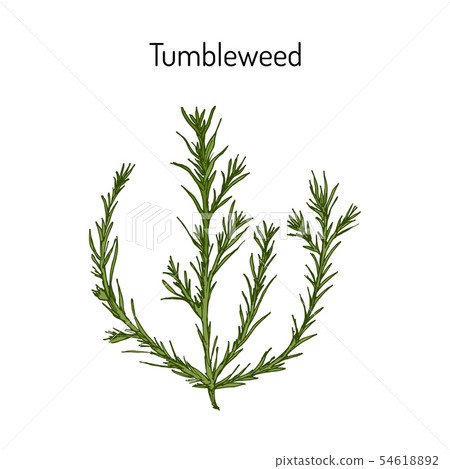 Tumbleweed Salsola collina , medicinal plant Tumbleweed Salsola collina , medicinal plant 54618892
