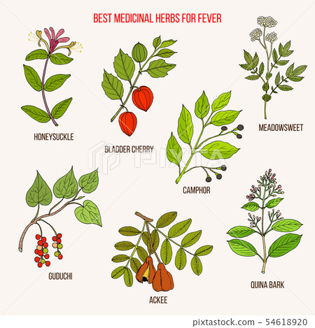 Best herbal remedies for fever Best herbal remedies for fever 54618920