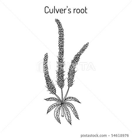 Culver s-root, or Culverphysic, black root Veronicastrum virginicum , medicinal plant Culver s-root, or Culverphysic, black root Veronicastrum virginicum , medicinal plant 54618976