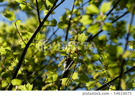 Flower of Uleid filleted maple Flower of Uleid filleted maple 54619075