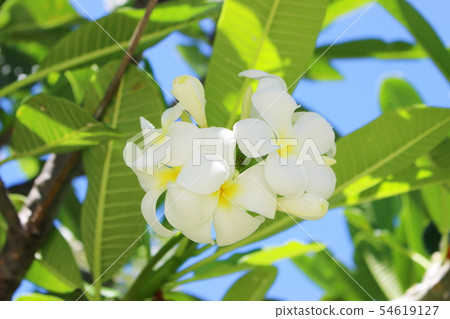 Hawaiian Flower White Plumeria Hawaiian Flower White Plumeria 54619127