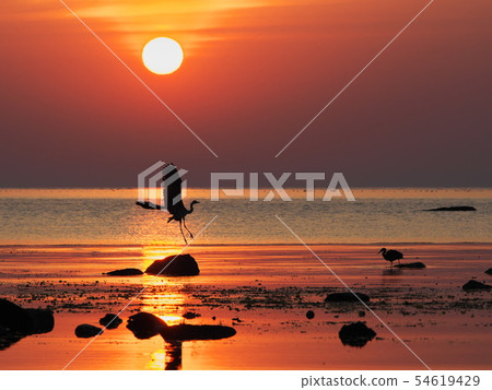 Sunrise on the Amaharu Coast 54619429