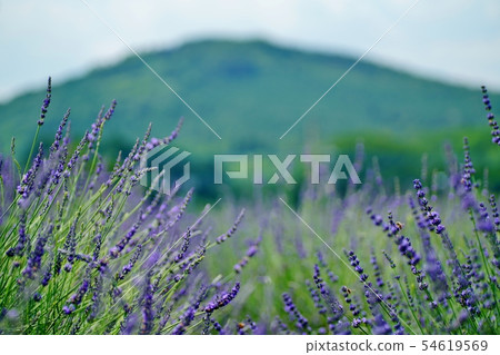 Lavender field Lavender field 54619569
