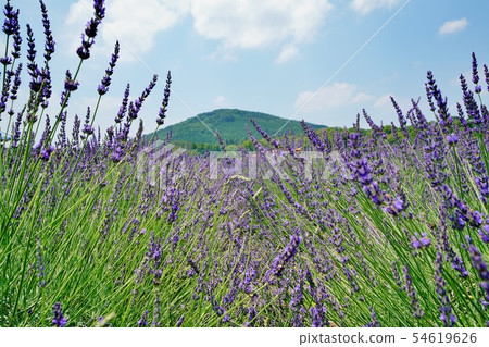 Lavender field Lavender field 54619626