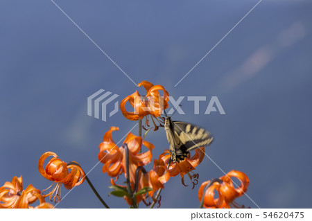 Lily and Swallowtail Butterfly / Hakuba Village, Nagano Prefecture Lily and Swallowtail Butterfly / Hakuba Village, Nagano Prefecture 54620475