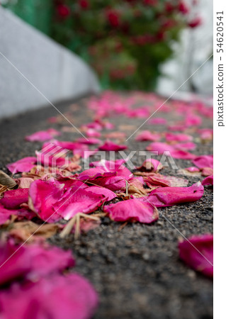 Contrast of rose petals and roses blooming in the rain Contrast of rose petals and roses blooming in the rain 54620541