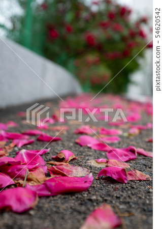 玫瑰花瓣和玫瑰在雨中盛開的對比 玫瑰花瓣和玫瑰在雨中盛開的對比 54620542