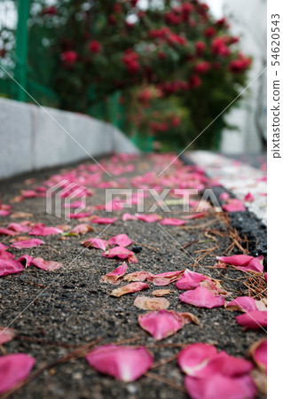 玫瑰花瓣和玫瑰在雨中盛開的對比 玫瑰花瓣和玫瑰在雨中盛開的對比 54620543
