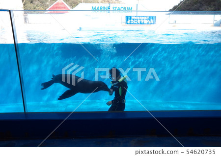 Shimoda Underwater Aquarium Underwater Sea Lion Show Shimoda Underwater Aquarium Underwater Sea Lion Show 54620735