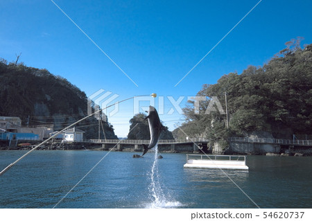 Shimoda Marine Aquarium Dolphin Show 54620737
