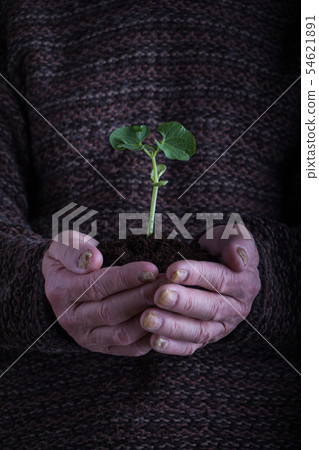 An old man hands holding a green young plant over An old man hands holding a green young plant over 54621891