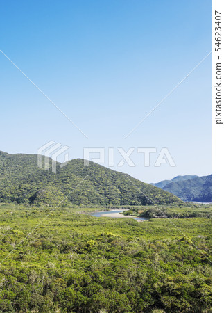 奄美大島紅樹林森林紅樹林奄美自然 54623407