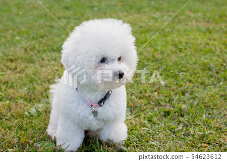 Cute bichon frise is sitting on a spring meadow. Cute bichon frise is sitting on a spring meadow. 54623612