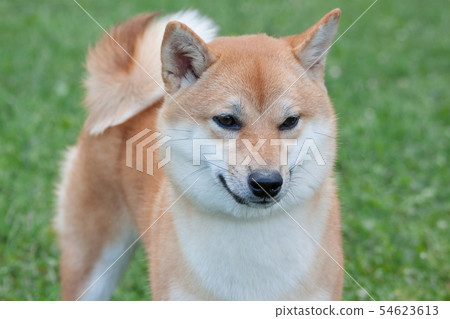 Cute red shiba inu. Japanese small size dog. Cute red shiba inu. Japanese small size dog. 54623613