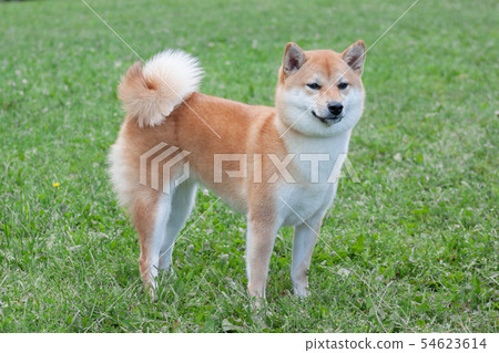 Red shiba inu is standing in the green grass. Red shiba inu is standing in the green grass. 54623614