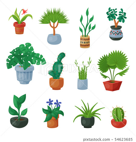 Plants in flowerpots potted flowery houseplants for interior decoration with botanic collection Plants in flowerpots potted flowery houseplants for interior decoration with botanic collection 54623685