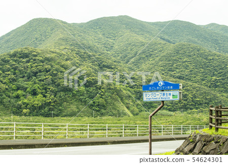 奄美大島鹿兒島羅馬公路紅樹林原始森林奄美自然 54624301