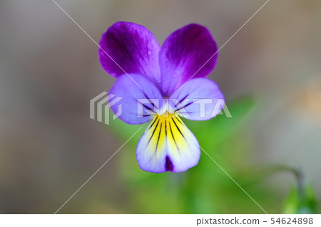 Pansy Pansy 54624898