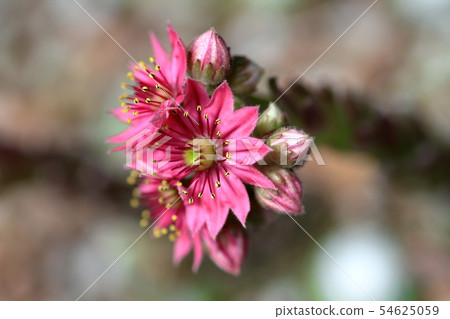 Cactus flower 54625059