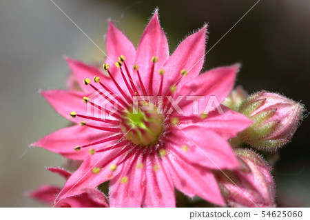 Cactus flower 54625060
