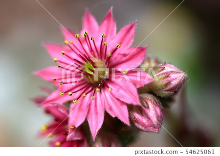 Cactus flower 54625061