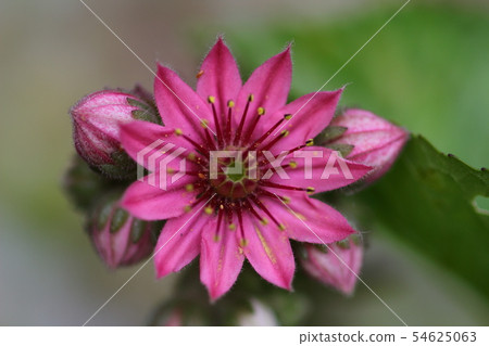 Cactus flower 54625063