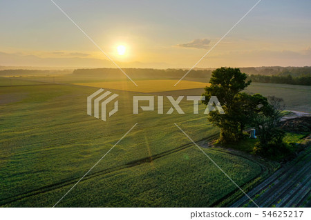 Evening field Evening field 54625217