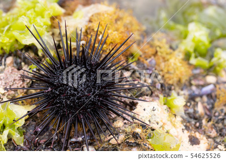 Murasaki Sea Urchin 54625526