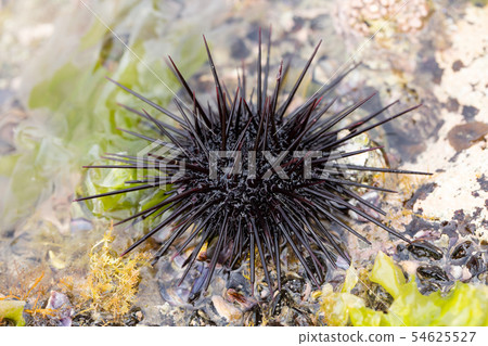 Murasaki Sea Urchin 54625527