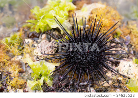 Murasaki Sea Urchin 54625528