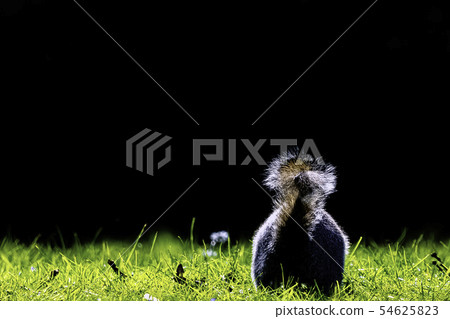 Eastern gray squirrel (Sciurus carolinensis) Eastern gray squirrel (Sciurus carolinensis) 54625823